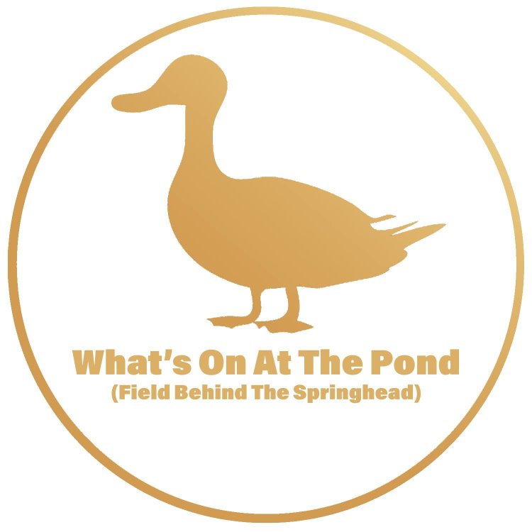 Spinghead logo